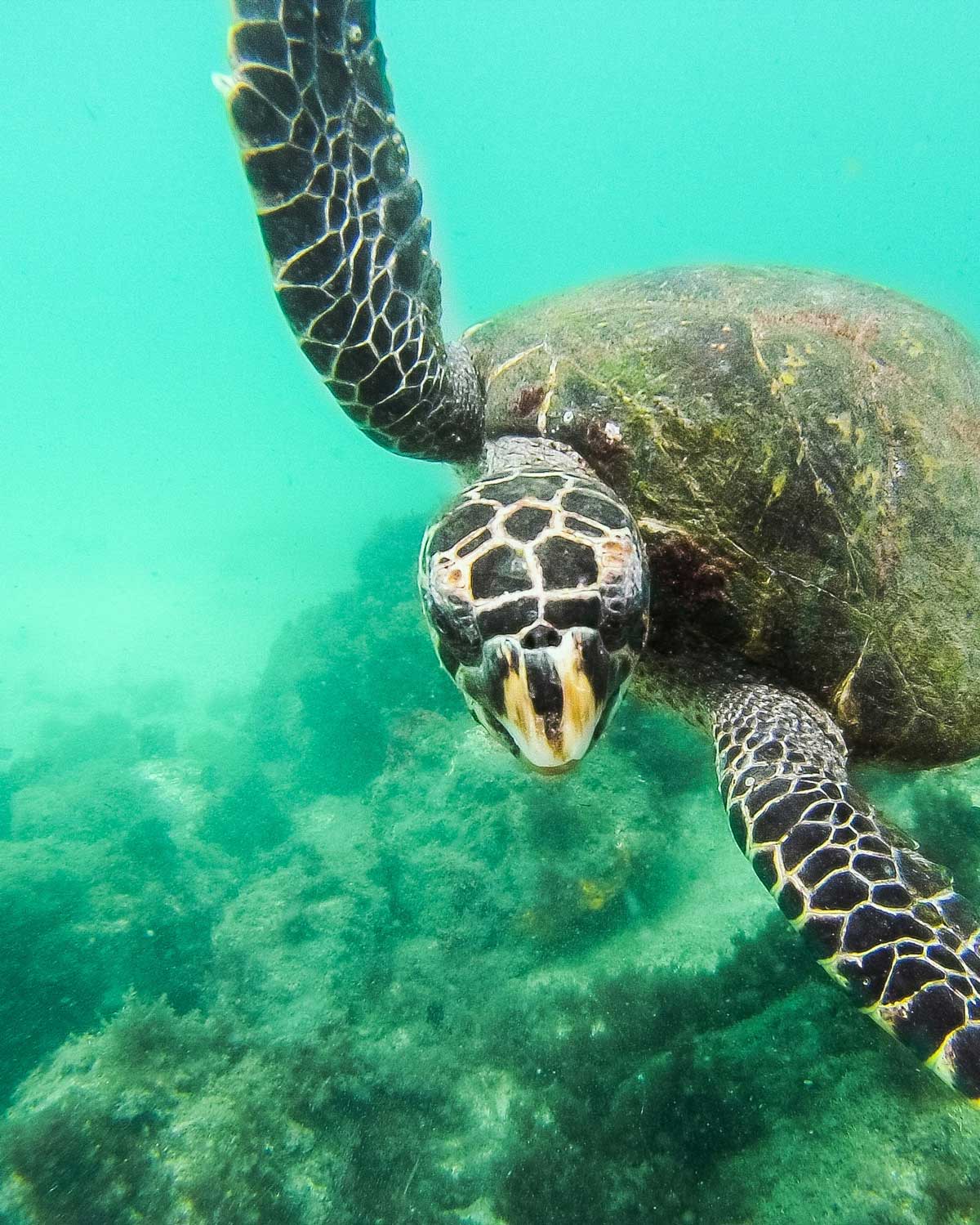 A turtle spotted during a dive, one of the best things to do in Arraial do Cabo.